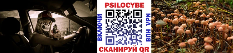 MEGA ссылки  Устюжна  Псилоцибиновые грибы Cubensis 